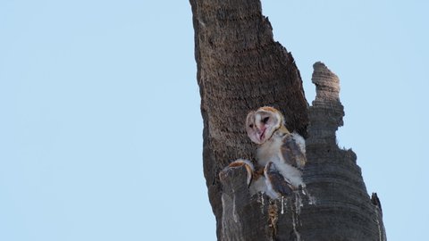 Barn Owl Tyto alba two individuals seen jutting out of the burrow of a coconut tree during a windy day, Thailand.