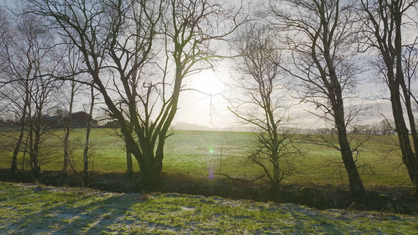 Camera dolly in between trees. Mysterious. Walk toward the sun. Enigmatic. Mystical