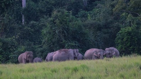 Indian Elephant, Elephas maximus indicus a individualing in the middle towards the right while others just hanging around before dart in Khao Yai National Park, Thailand.