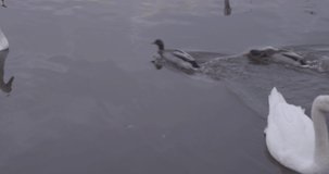 Animation of bubbles over duck and swan on lake. bird day and celebration concept digitally generated video.