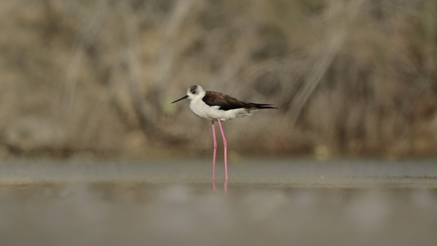 Migratory bird Black-necked stilt in the shallow water at the marsh land of the bird sanctuary