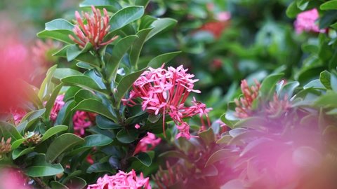 West Indian jasmine (also called ixora, jungle flame, jungle geranium, cruz de Malta) with a natural background