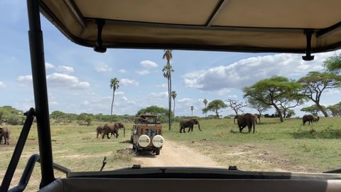 Tarangire National Park, Tanzania - January 7, 2022: Jeep safari. Tourists watch a group of elephants grazing in green fields.