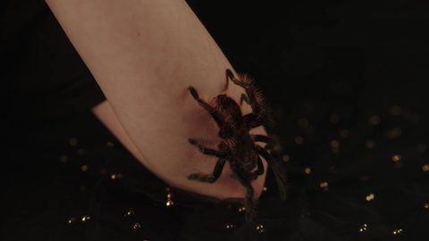 Big spider on young girl's hand. Crop unrecognizable person with tarantula on black background.