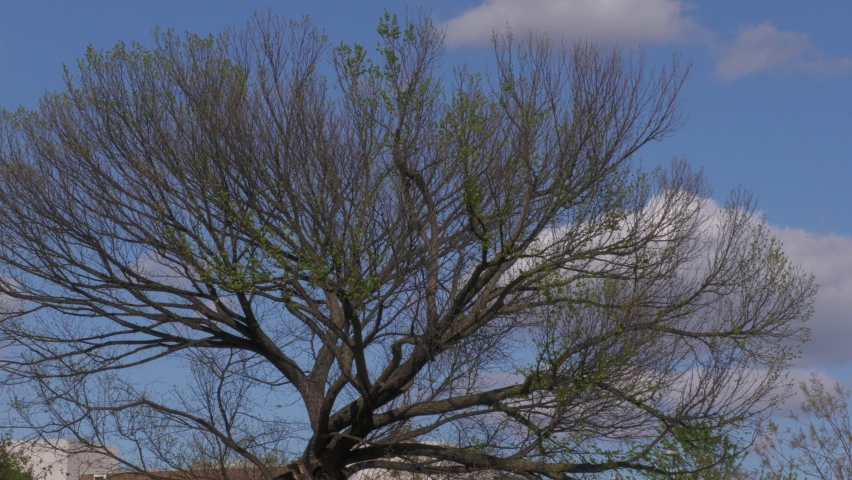 Wide steady shot of an elm tree gently swaying in the breeze 