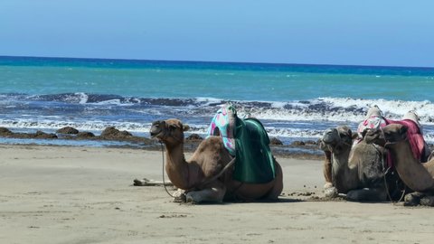 Group of camels rests on the beach