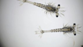 Shrimp larvae under a microscope. Mysis stage of white shrimp swimming in sae water under microscope, Asia. Microscopic, Macro, Biology, Laboratory.