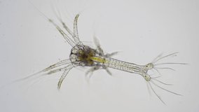 Shrimp larvae under a microscope. Zoea larva of white shrimp swimming in sae water under microscope, Asia. Microscopic, Macro, Biology, Laboratory, Video.