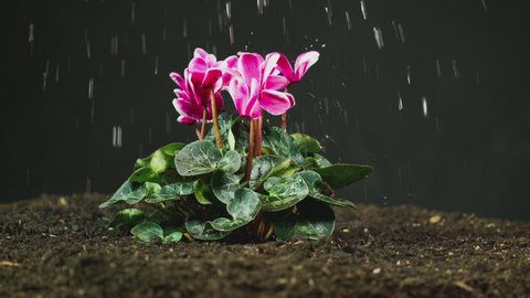 Side view of pink Cyclamen Persicum plant in soil being watered or in rain - shot in slow motion