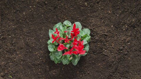 Overhead sequence of Cyclamen Persicum plant with red flowers growing out of soil