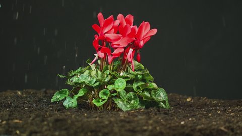 Side view of red Cyclamen Persicum plant in soil being watered or in rain - shot in slow motion