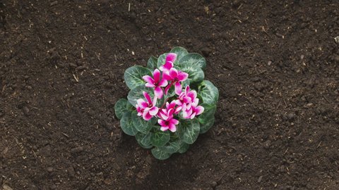 Overhead sequence of Cyclamen Persicum plant with pink flowers growing out of soil