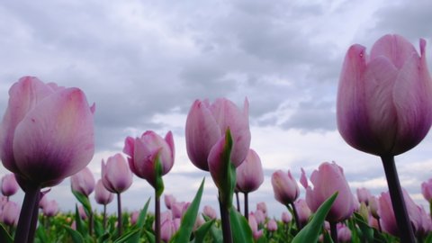 Close up view on Field or meadow ofpink, white and lilac tulips and dramatic skyline. Tulips flowers sway in the wind. Floral spring video banner