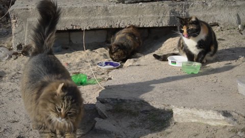 Street homeless cats eat from a dirty bowl on the ground, on the street slow mo. Tile near the house. The concept of wild animals living on the streets of a big city. Shelter for cats