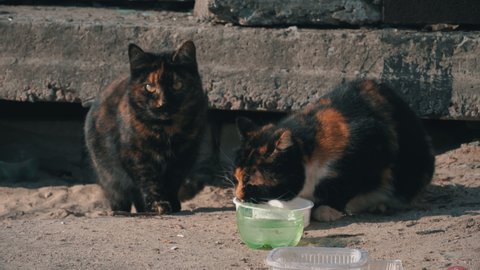Street homeless cats eat from a dirty bowl on the ground, on the street. Tile near the house. The concept of wild animals living on the streets of a big city. Shelter for cats