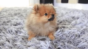 Little dog Pomeranian puppy play and eat on grey fluffy carpet 