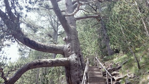 Old giant oak tree on Pirin mountain in forest in Bansko, Bulgaria. Tree called Murata is turist attraction for tourist visitors
