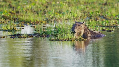 Idle capybara, hydrochoerus hydrochaeris falling asleep in the water, keeping their nose above the water surface on a tranquil afternoon at ibera wetlands, pantanal natural region.