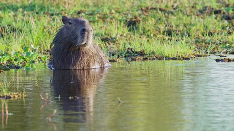 Weary capybara, hydrochoerus hydrochaeris relaxing in the swamp, swim away to the right in slow motion with beautiful sunlight reflection on water surface at ibera wetlands, pantanal natural region.