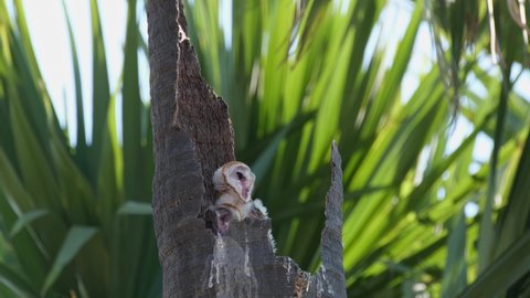 Barn Owl Tyto alba two fledglings leaning on the wall of the burrow of a palm tree while sleeping during the day, lovely palm tree leaves at the background, Thailand.