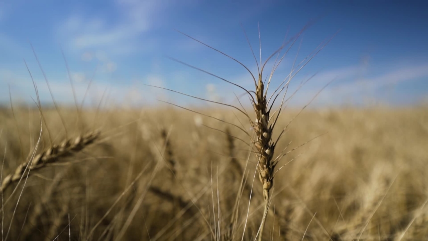Wheat field in Southern Alberta blows in a stiff breeze. Close-up shot. Close up of a wheat field stalk with an out of focus field behind.