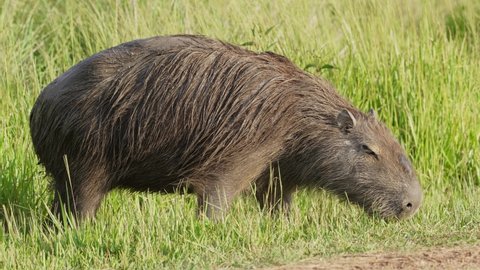 Wild capybara, hydrochoerus hydrochaeris with barrel-shaped body foraging on the ground, grazing on green grass under beautiful sunlight at ibera wetlands, pantanal natural region.