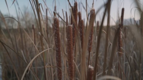 Common bulrush with fluffy mace growing on swamp shore at autumn or winter season close up