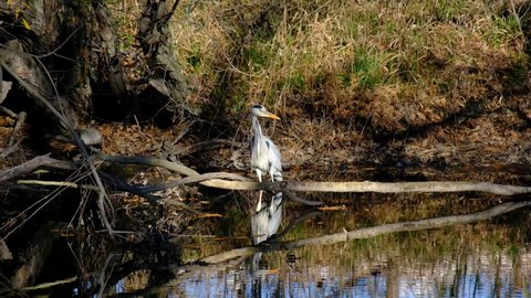 Imperial Heron in the river at dawn