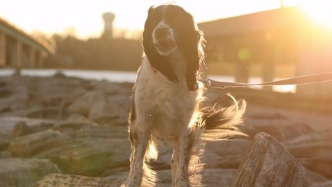 beautiful springer spaniel sniffing the air at sunset 