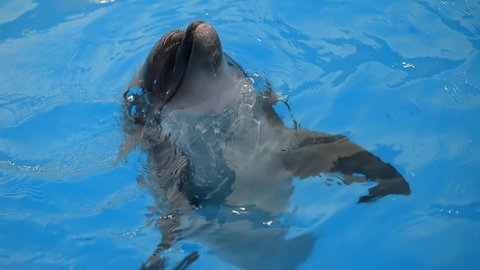dolphin stuck his head out of the pool