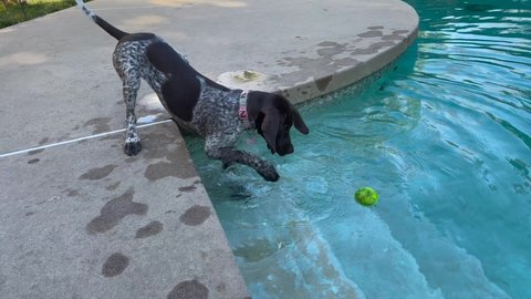 Cute German Shorthaired Pointer puppy playing with a tennis ball in a swimming pool
