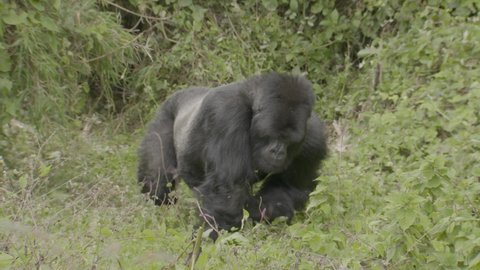 Mountain gorilla silverback male bends down, eats plant in forest clearing, wide angle.