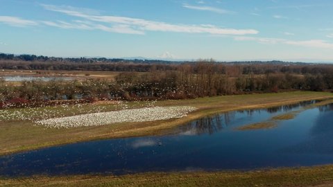 Snow Geese wintering in Vancouver Washington by lakes and ponds filmed with drone