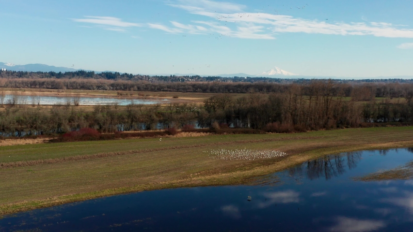 Snow Geese wintering in Vancouver Washington by lakes and ponds filmed with drone
