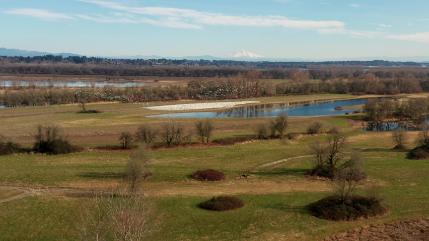 Snow Geese wintering in Vancouver Washington by lakes and ponds filmed with drone