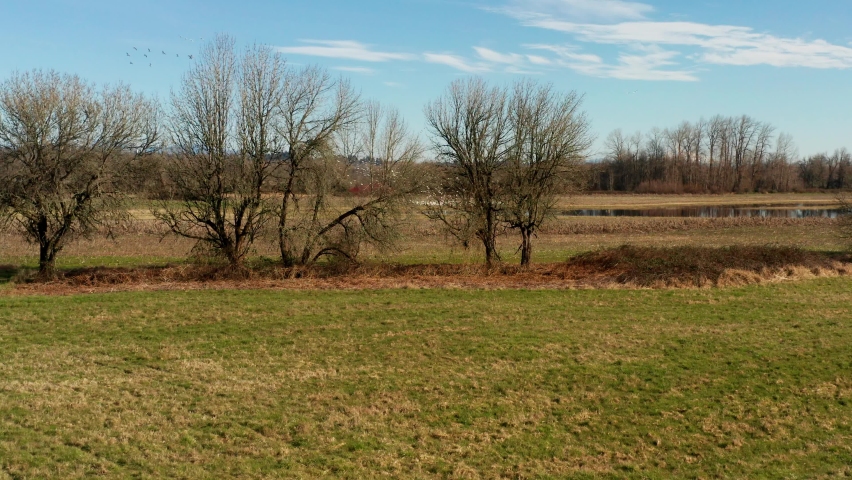 Snow Geese wintering in Vancouver Washington by lakes and ponds filmed with drone
