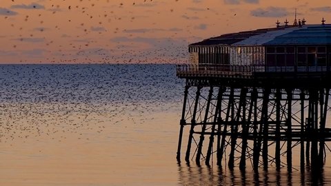 Blackpool Starlings Off North Pier