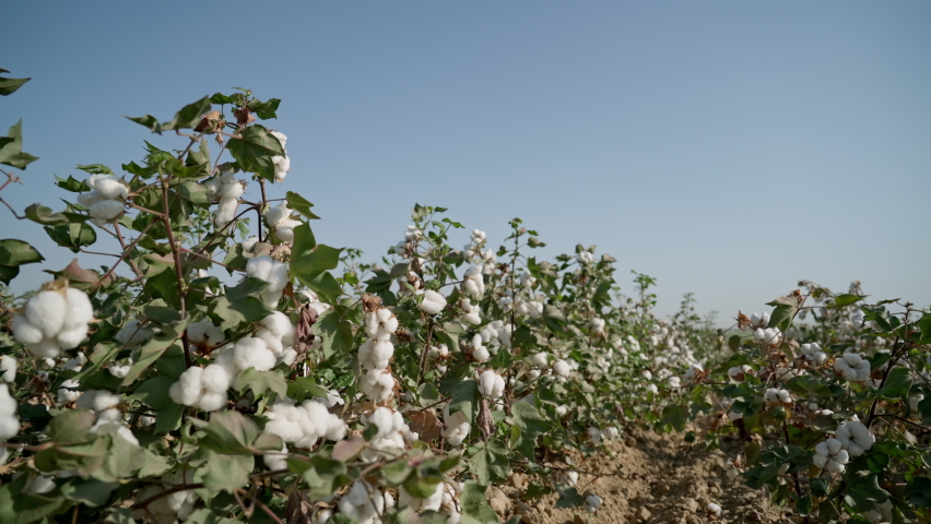 Cotton flower transparent background Stock Video Footage - 4K and HD