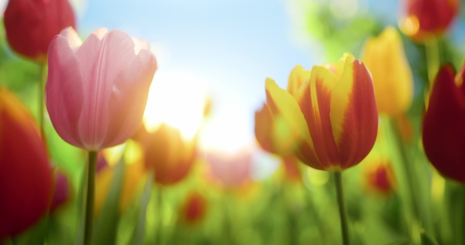 Tulip flowers blooming in the garden | Shutterstock HD Video #1087512812