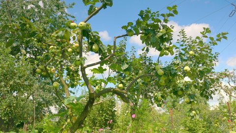 Apple trees in the orchard in 4k