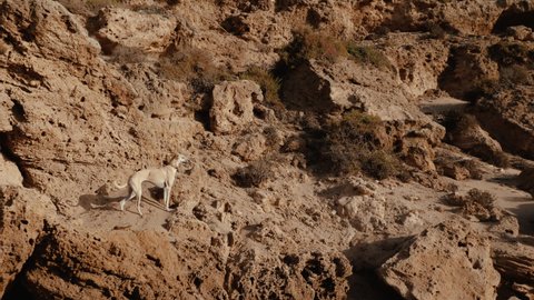 A brown Sloughi greyhound dog (North African greyhound) on a rocky cliff. Animal background footage. 4k
