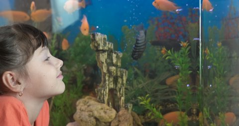 Child watch underwater fishes. A happy little girl with smile enjoy her swimming domestic fishes in the room.