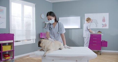 Female veterinarian examine dog while her colleague giving injection on an examination table in veterinary clinic. Teamwork. Concept of pets care, veterinary, healthy animals