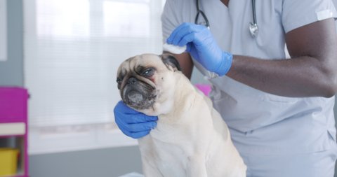 Close up on sad scared pug dog, bet doctor checking and cleaning ears. Dog having problems with ears, health issues. Doctor with stethoscope on neck and in medical gloves at the background.