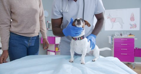 Close up portrait on proffesional african american male vet doctor in medical gloves checking jack russel dog teeth while owner stands near, being concerned. Vet clinic background. Animal care.