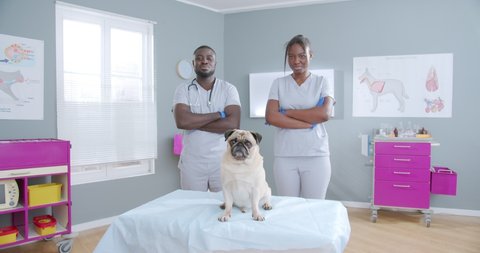 Two african american proffesional vet doctors standing in clinic in medical clothes smiling with hands crossed on chest. Hug dog sitting on couch. Vet clinic at the background.