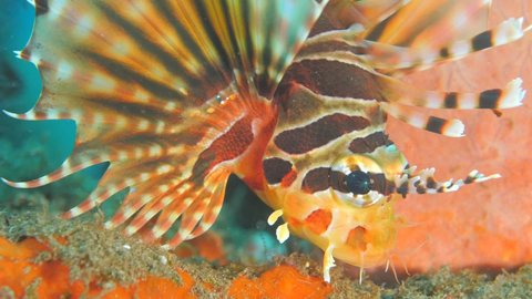 colorful lionfish underwater tropical waters lion fish nice colors close up macro