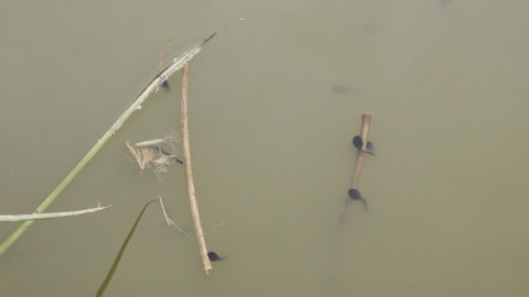 Tadpoles swimming in dirty water scene stock footage