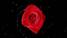 Rose Blossom Spinning and Exploding with Petals and Water Drops in Slow Motion - Powered by Shutterstock - Get 15% off with code: PIKWIZARD15