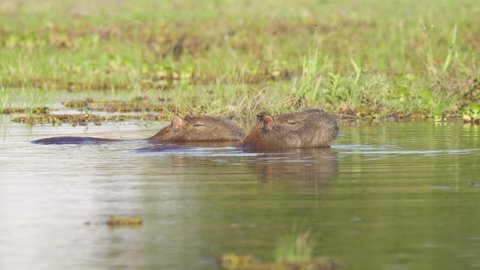 Two side by side capybaras, falling asleep in swampy wetland, one dipping its head into the water and rolling around to keep cool, while other one keep its eyes closed, wildlife landscape shot. 